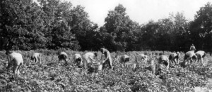 farming on the farm